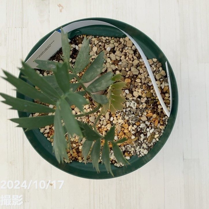 激レア！現品お届け】エンセファラルトス ホリダス（ヒメオニソテツ