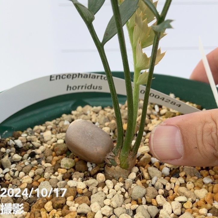 激レア！現品お届け】エンセファラルトス ホリダス（ヒメオニソテツ