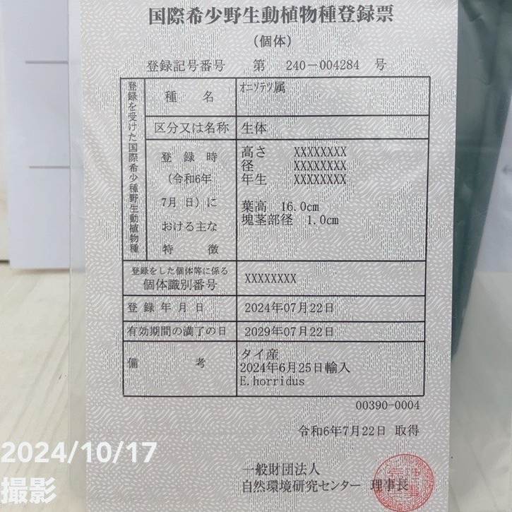 激レア！現品お届け】エンセファラルトス ホリダス（ヒメオニソテツ