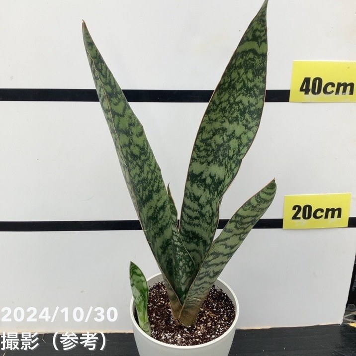 現品お届け】サンスベリア 5号 アブリティアナ 白プラ鉢仕様（子株付き