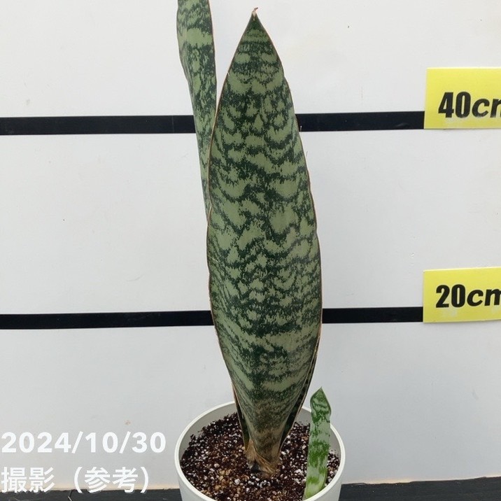 現品お届け】サンスベリア 5号 アブリティアナ 白プラ鉢仕様(子株付き 現品お届け】サンスベリア 5号 アブリティアナ 白プラ鉢仕様(子株付き