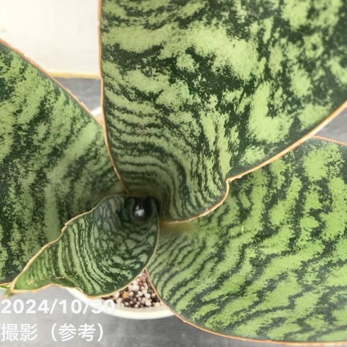 現品お届け】サンスベリア 5号 アブリティアナ 白プラ鉢仕様（子株付き