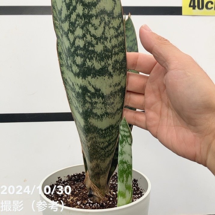 期間限定10％OFF！】【現品お届け】サンスベリア 5号 アブリティアナ