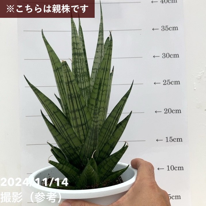 決算P5倍！10%OFF！8/2まで】【現品お届け】サンスベリア 3.5号