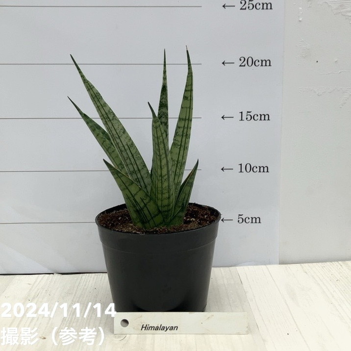 決算P5倍！10%OFF！8/2まで】【現品お届け】サンスベリア 3.5号