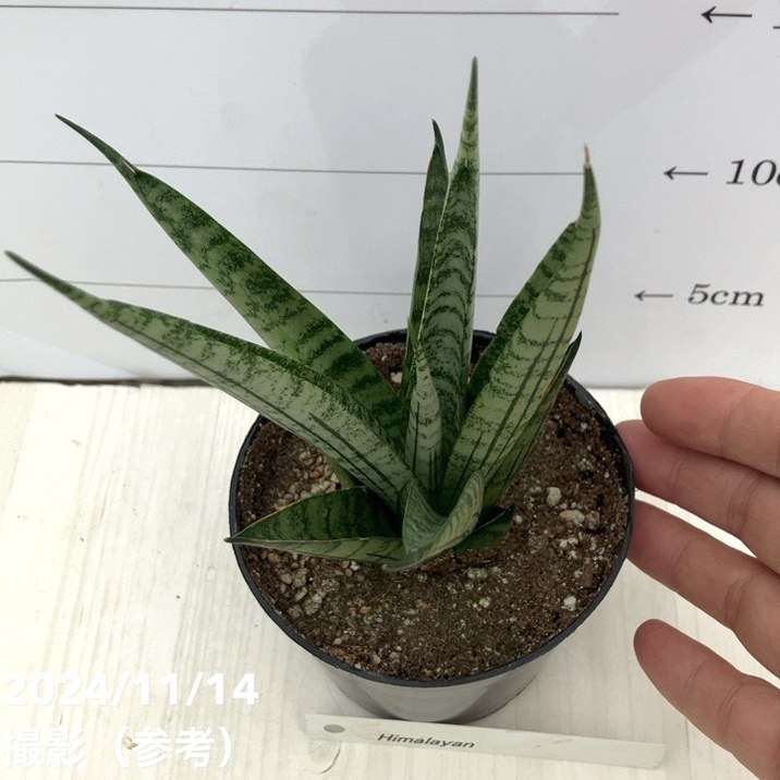 決算P5倍！10%OFF！8/2まで】【現品お届け】サンスベリア 3.5号
