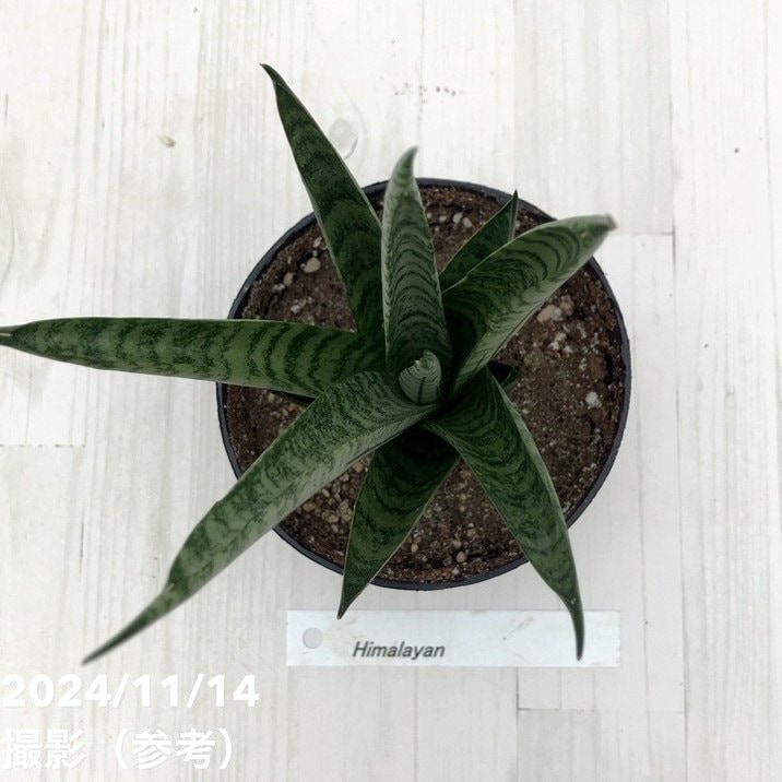 EMP サンセベリア Himalayan ヒマラヤン / SA408 決算P5倍！10%OFF！8/2まで】【現品お届け】サンスベリア 3.5号