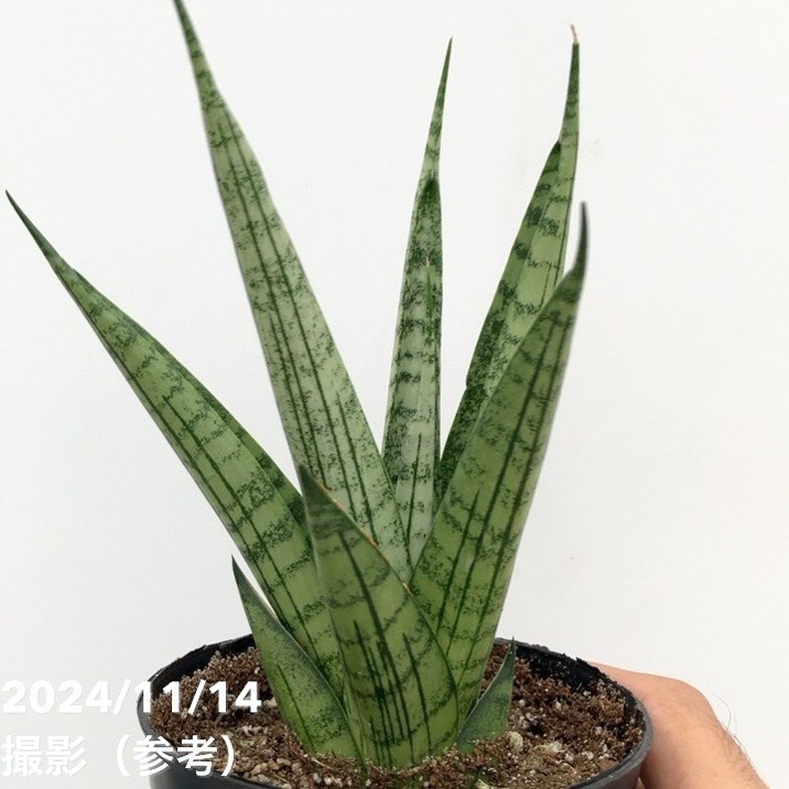 決算P5倍！10%OFF！8/2まで】【現品お届け】サンスベリア 3.5号