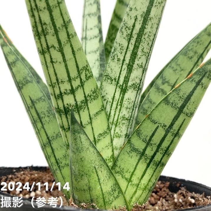 現品お届け】サンスベリア 3.5号 ヒマラヤン Himalayan（子株）（S125