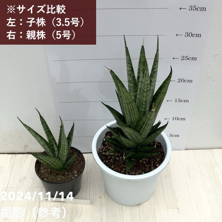期間限定10％OFF！】【現品お届け】サンスベリア 3.5号 ヒマラヤン