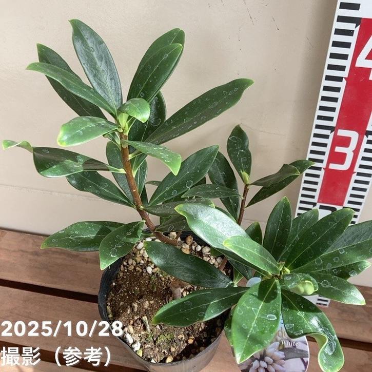 沈丁花 ジンチョウゲ 白 5号ポット｜花木04-PA | 花木・庭木 | 赤塚