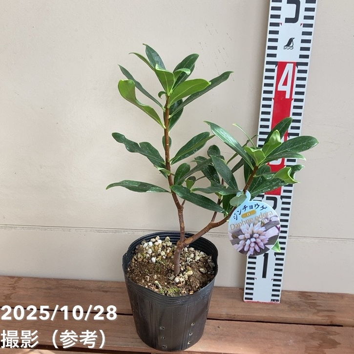 沈丁花 ジンチョウゲ 白 5号ポット｜花木04-PA | 花木・庭木 | 赤塚