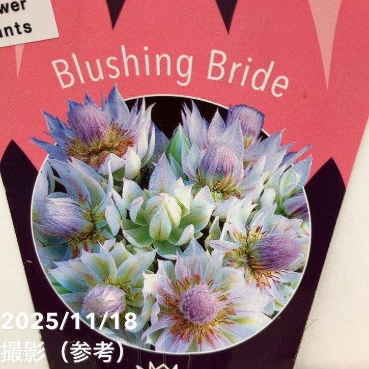 セルリア ブラッシングブライド 5号｜花木10-TU | 花木・庭木,[珍しい