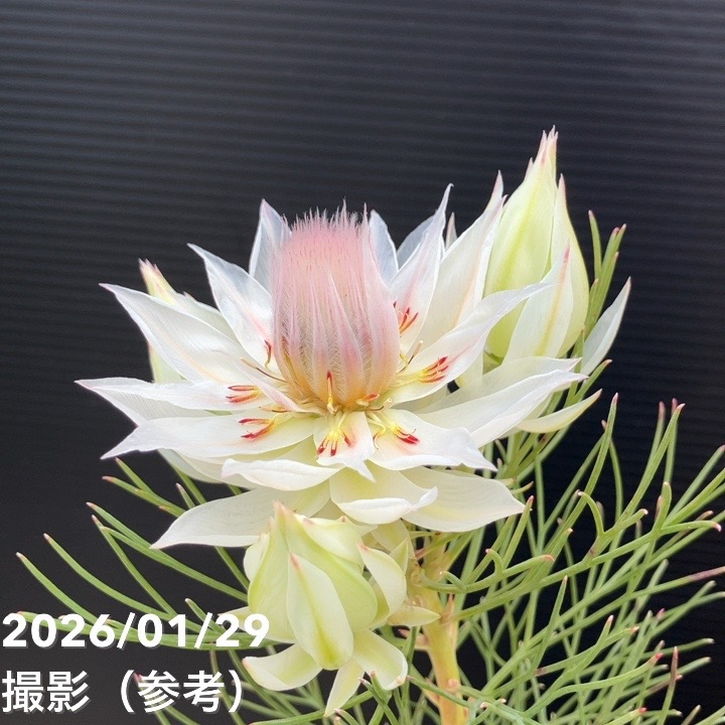 セルリア ブラッシングブライド 5号｜花木10-TU | 花木・庭木,[珍しい