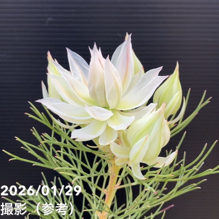 セルリア ブラッシングブライド 5号｜花木10-TU | 花木・庭木,[珍しい