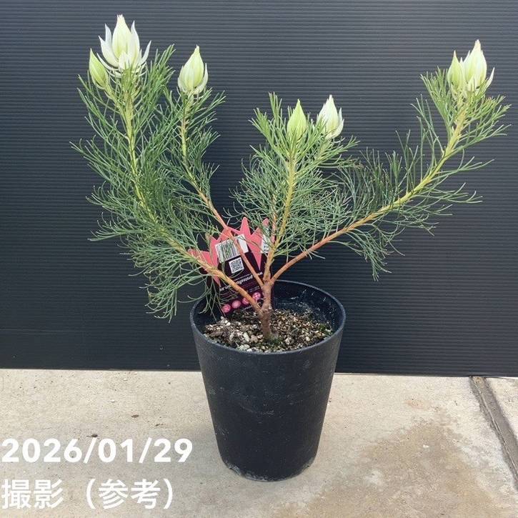 セルリア ブラッシングブライド 5号｜花木10-TU | 花木・庭木,[珍しい