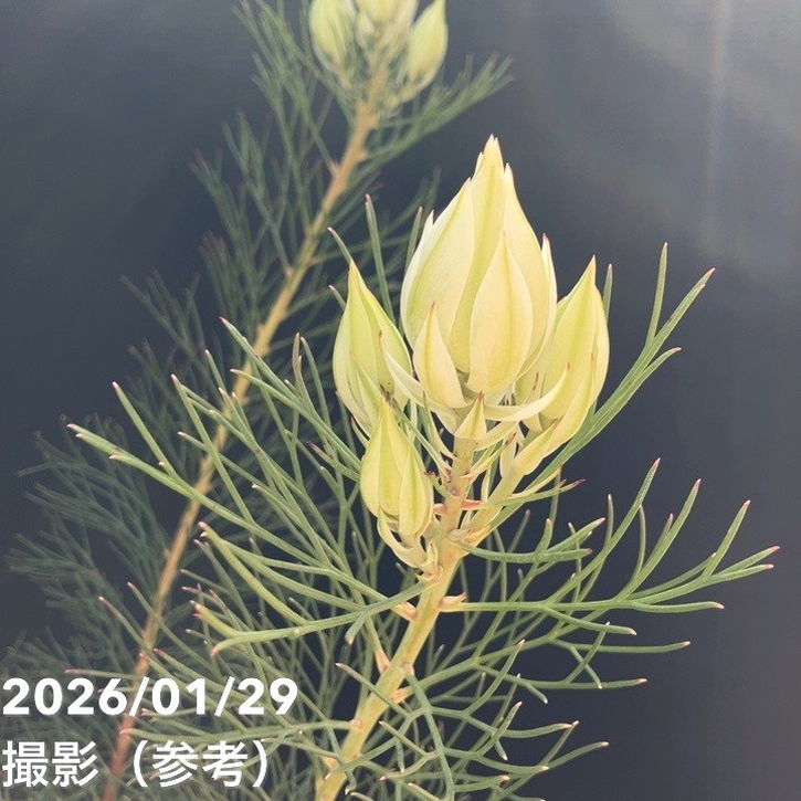 セルリア ブラッシングブライド 5号｜花木10-TU | 花木・庭木,[珍しい