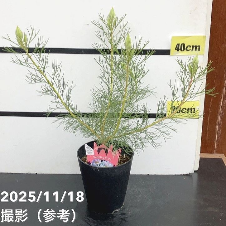 セルリア ブラッシングブライド 5号｜花木10-TU | 花木・庭木,[珍しい