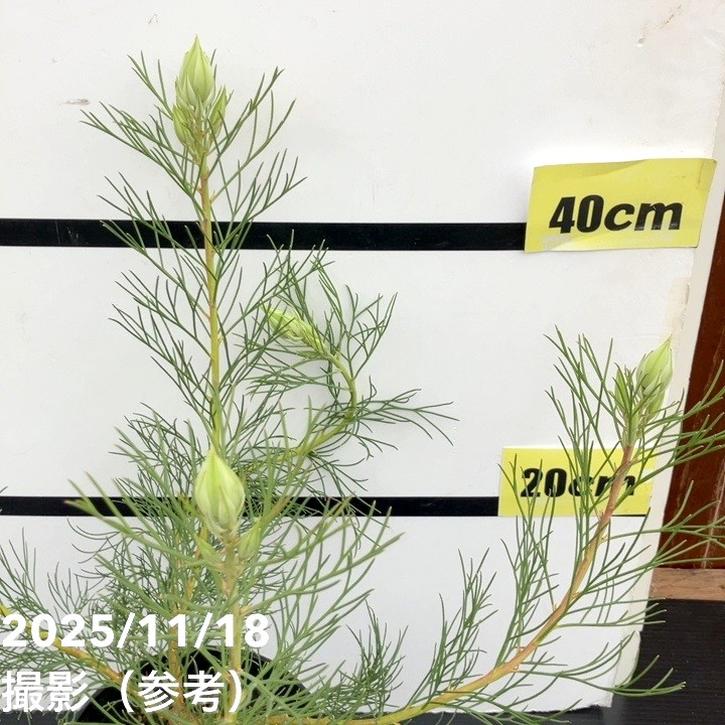 セルリア ブラッシングブライド 5号｜花木10-TU | 花木・庭木,[珍しい