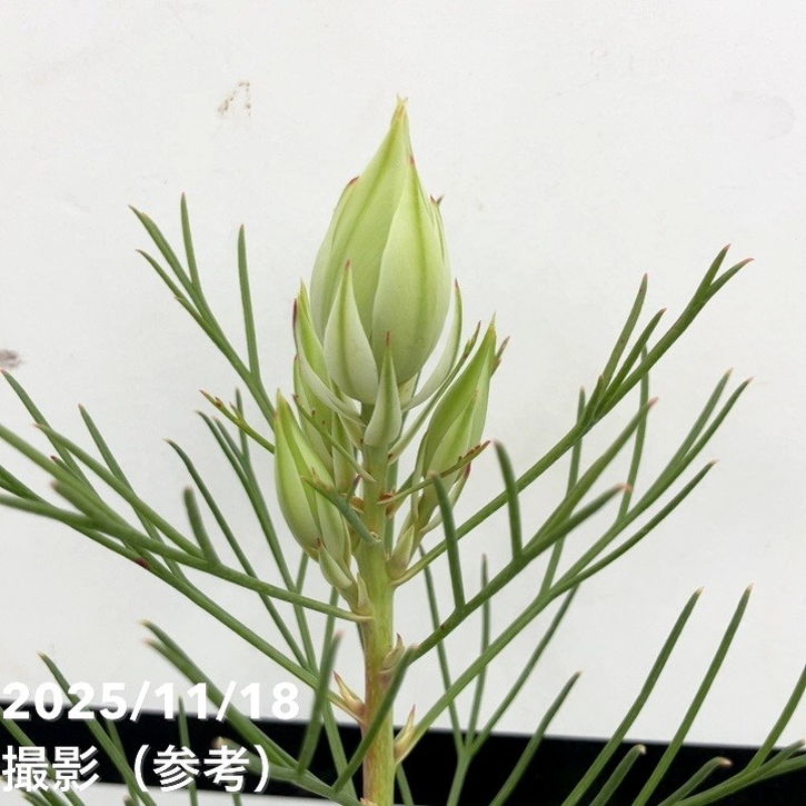 セルリア ブラッシングブライド 5号｜花木10-TU | 花木・庭木,[珍しい