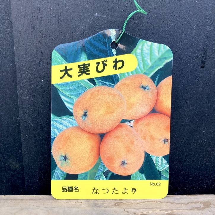 なつたより 枇杷 びわ PVP品種 ビワ 苗木 はるたより (PVP) 12cmポット