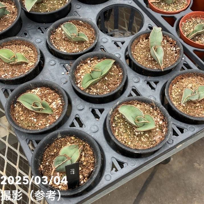 期間限定10％OFF！】サンスベリア 3号 バナナ プラ鉢｜観葉02-D2