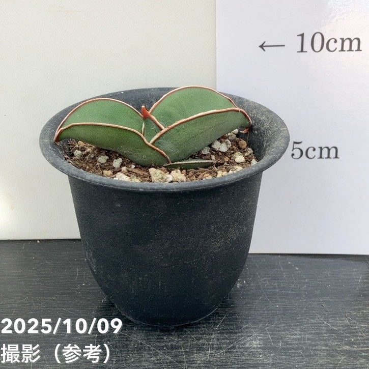 サンスベリア 3号 バナナ プラ鉢｜観葉02-D2 | 観葉・多肉