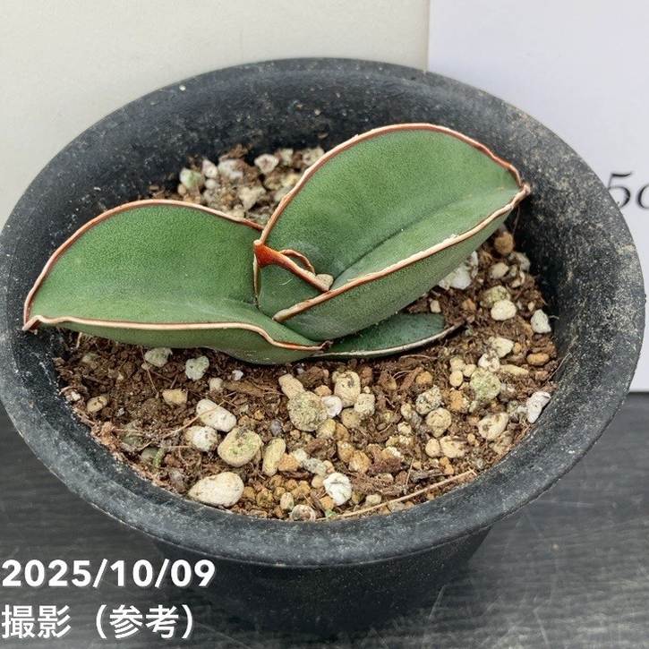 サンセベリア　バナナ　超特大　希少　送料無料 サンセベリア バナナ 超特大 希少 送料無料