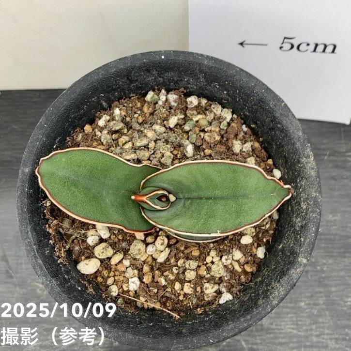 サンスベリア 3号 バナナ プラ鉢｜観葉02-D2 | 観葉・多肉