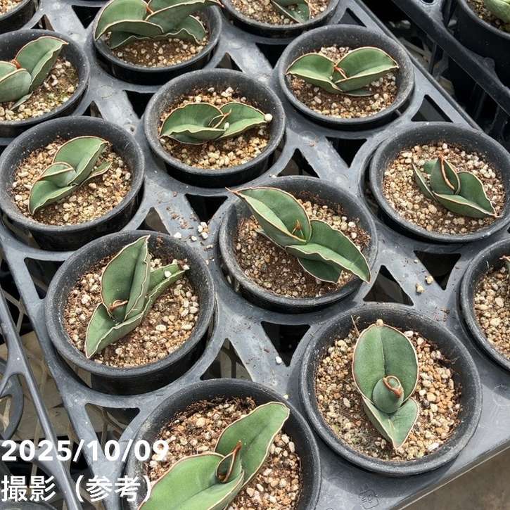 期間限定10％OFF！】サンスベリア 3号 バナナ プラ鉢｜観葉02-D2