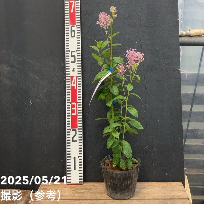 カリフォルニアライラック セアノサス パールローズ 4.5号｜花木04-PA