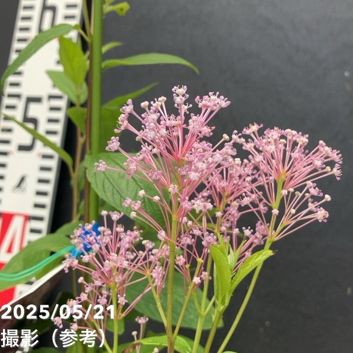 カリフォルニアライラック セアノサス パールローズ 4.5号｜花木04-PA