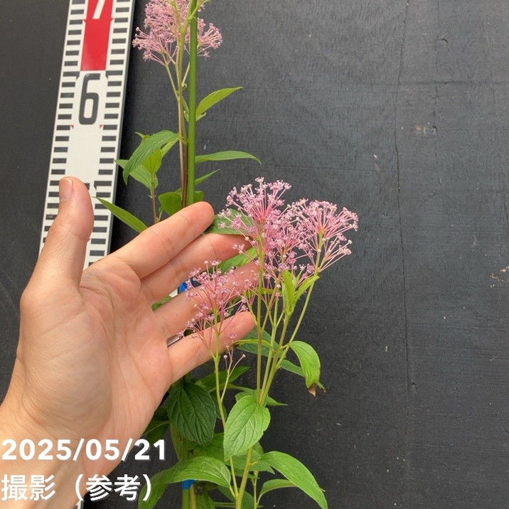 カリフォルニアライラック セアノサス パールローズ 4.5号｜花木04-PA