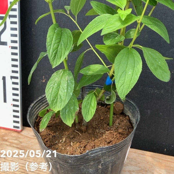 カリフォルニアライラック セアノサス パールローズ 4.5号｜花木04-PA