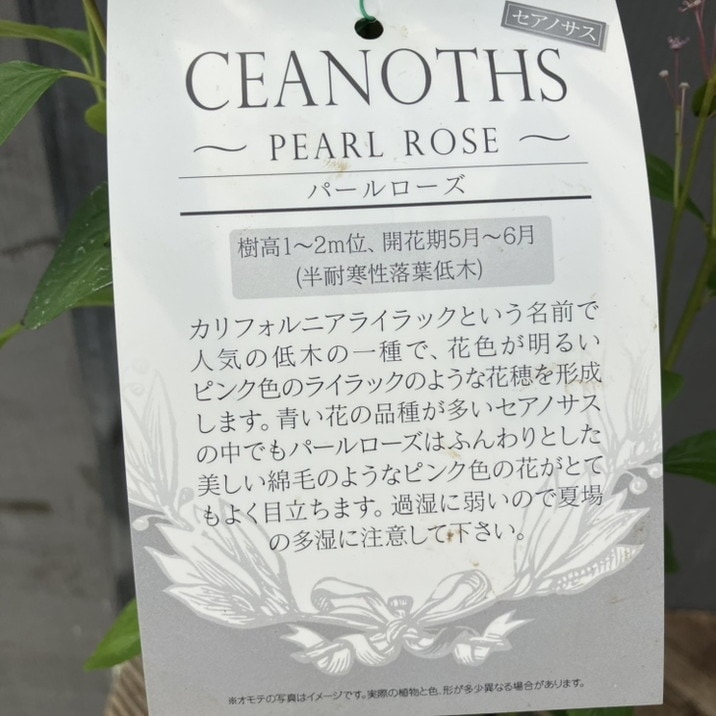 カリフォルニアライラック セアノサス パールローズ 4.5号｜花木04-PA