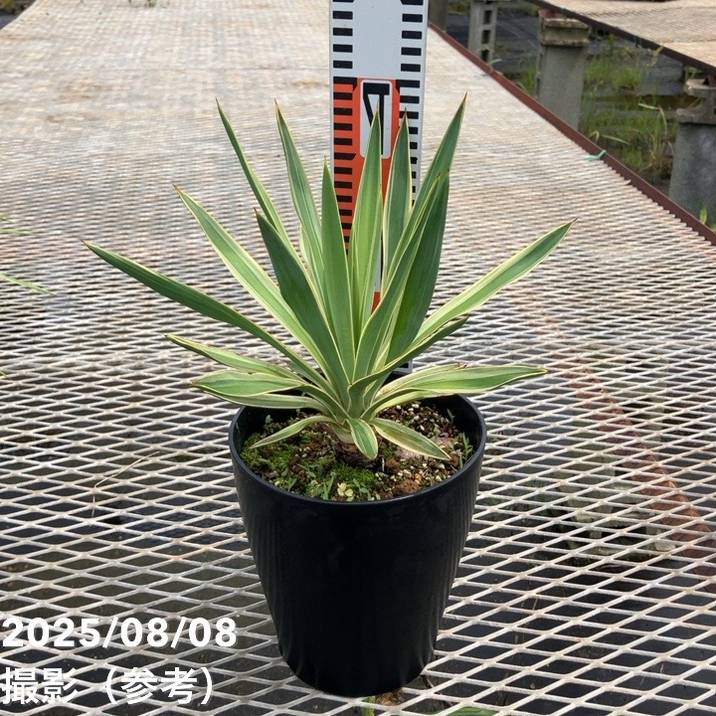 ユッカグロリオサ　6 ユッカ 6号 グロリオサ バリエゲイテッド（Yucca gloriosa