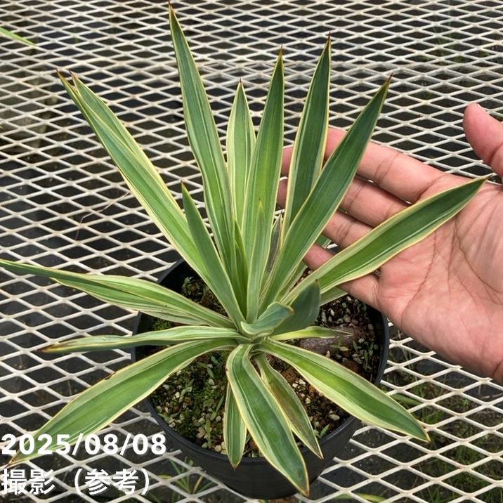 ユッカ 6号 グロリオサ バリエゲイテッド（Yucca gloriosa
