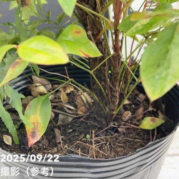 ナンテン レッドライト 5号|花木04-PA