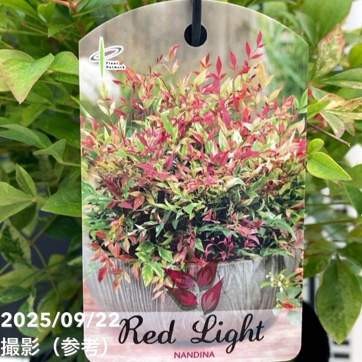 ナンテン レッドライト 5号|花木04-PA