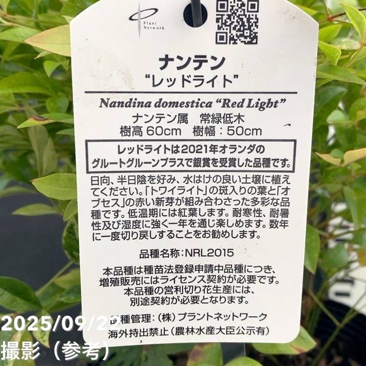 ナンテン レッドライト 5号|花木04-PA