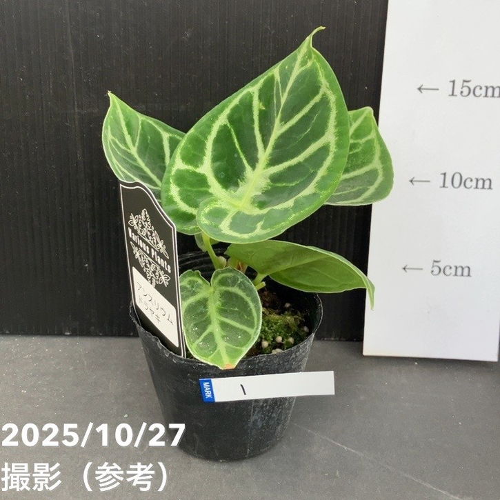 決算P5倍！8/2まで】【お買い得！】【現品お届け】アンスリウム