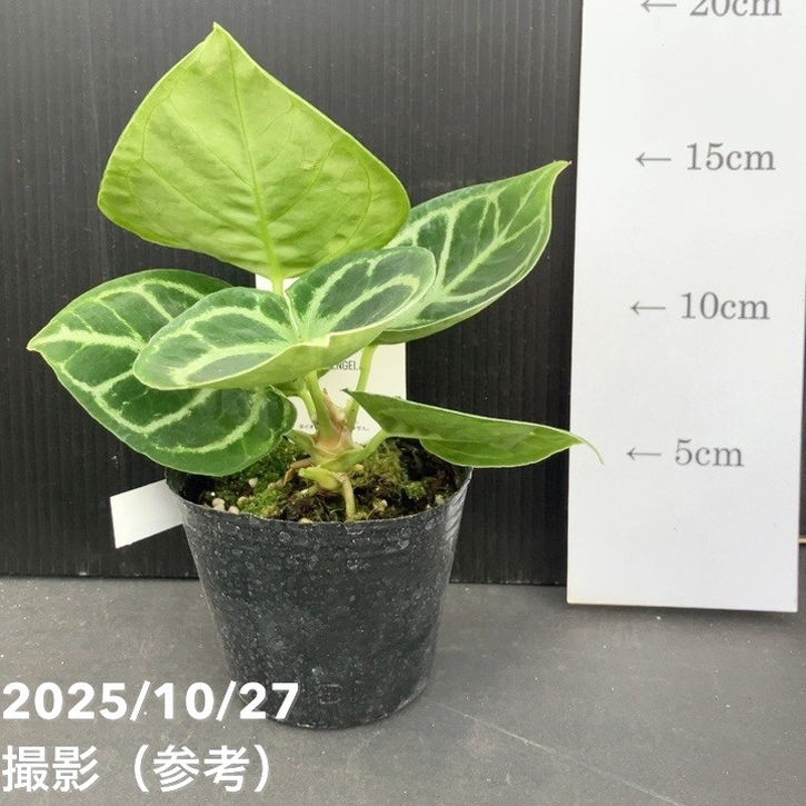 現品お届け】アンスリウム ドラヤキ 3号（1）｜観葉10-TU | 観葉・多肉