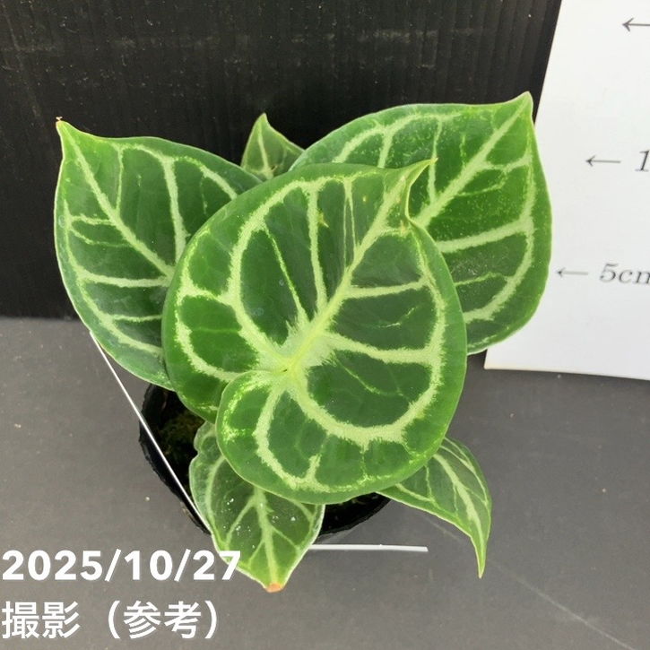 現品お届け】アンスリウム ドラヤキ 3号（1）｜観葉10-TU | 観葉・多肉