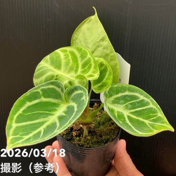 現品お届け】アンスリウム ドラヤキ 3号（1）｜観葉10-TU | 観葉・多肉