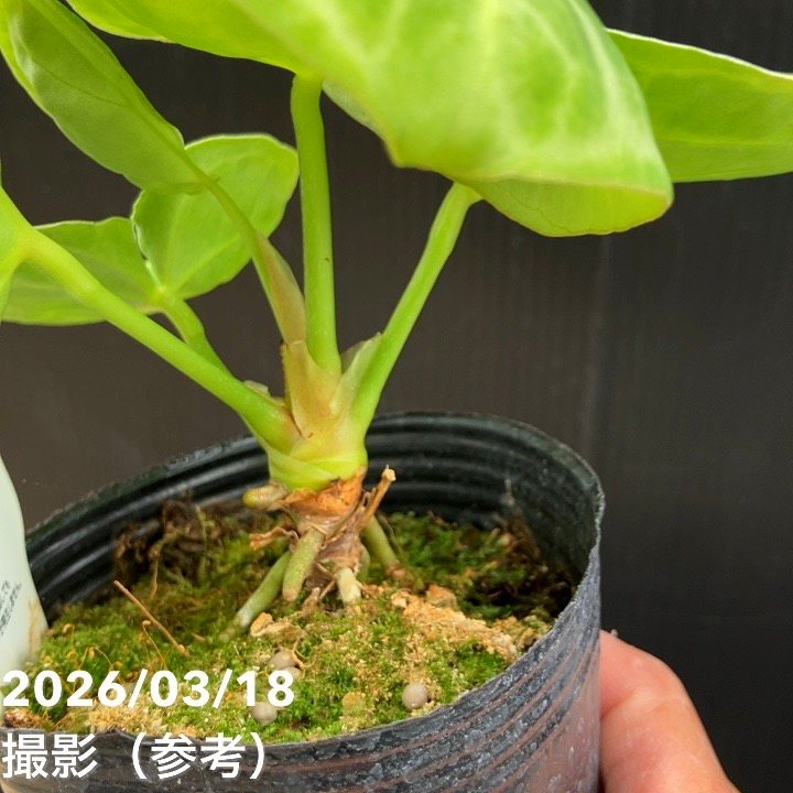 現品お届け】アンスリウム ドラヤキ 3号（1）｜観葉10-TU | 観葉・多肉