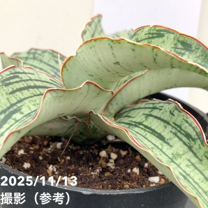 サンスベリア 4号 クレオパトラ プラ鉢｜観葉02-D2 | 観葉・多肉