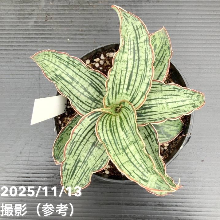 サンスベリア 4号 クレオパトラ プラ鉢｜観葉02-D2 | 観葉・多肉