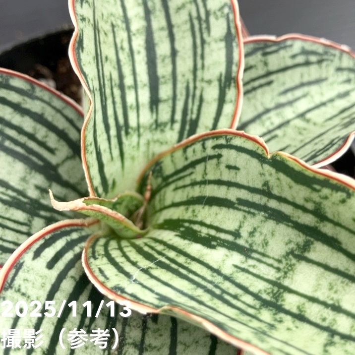 期間限定10％OFF！】サンスベリア 4号 クレオパトラ プラ鉢｜観葉02-D2