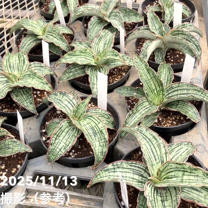 期間限定10％OFF！】サンスベリア 4号 クレオパトラ プラ鉢｜観葉02-D2