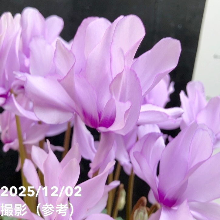 ブルーシクラメン セレナーディア 八重咲きのライラックフリル 4号 PVP